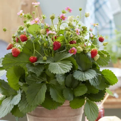 Jahodník stáleplodící Queeny F1 - Fragaria ananassa - semena - 10 ks
