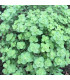 BIO Libanonské oregano Babilye - Origanum vulgare - bio semena - 30 ks