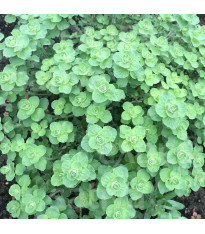 BIO Libanonské oregano Babilye - Origanum vulgare - bio semena - 30 ks