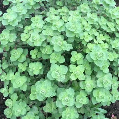 BIO Libanonské oregano Babilye - Origanum vulgare - bio semena - 30 ks