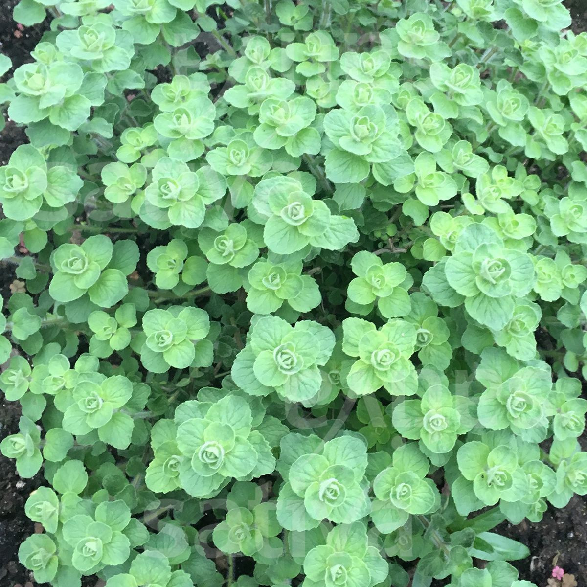 BIO Libanonské oregano Babilye - Origanum vulgare - bio semena - 30 ks