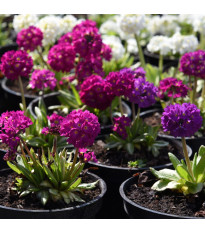 Prvosenka zoubkatá - směs barev - Primula denticulata - semena - 20 ks