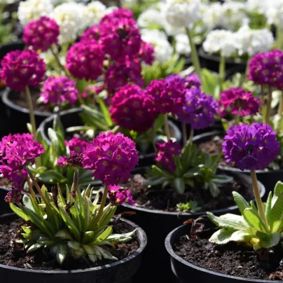 Prvosenka zoubkatá - směs barev - Primula denticulata - semena - 20 ks