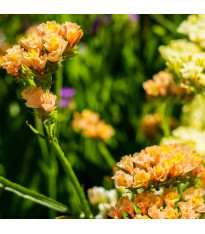 Limonka chobotnatá QIS Apricot - Limonium sinuatum - semena - 30 ks