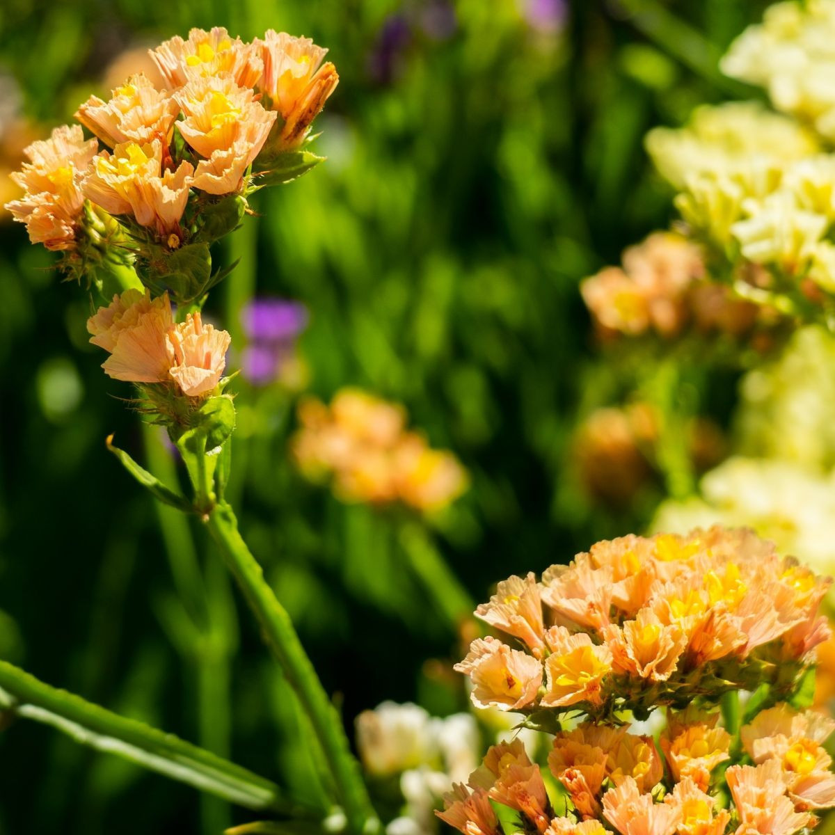 Limonka chobotnatá QIS Apricot - Limonium sinuatum - semena - 30 ks