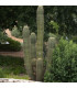 Saguaro - Kaktus svícnovitý - Carnegiea gigantea - semena - 5 ks