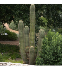 Saguaro - Kaktus svícnovitý - Carnegiea gigantea - semena - 5 ks