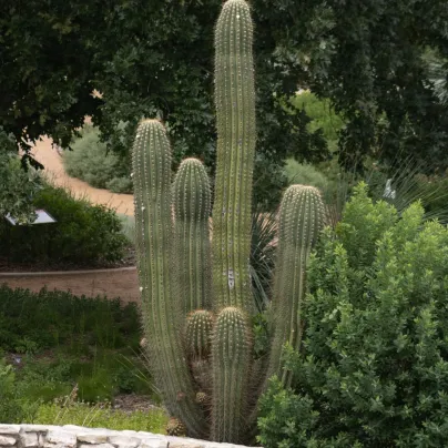 Saguaro - Kaktus svícnovitý - Carnegiea gigantea - semena - 5 ks