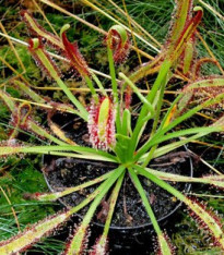 Rosnatka kapská směs - Drosera Capensis - semena - 15 ks
