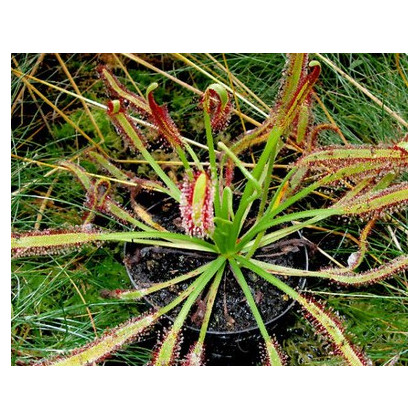 Rosnatka kapská směs - semena - 15 ks - Drosera Capensis směs