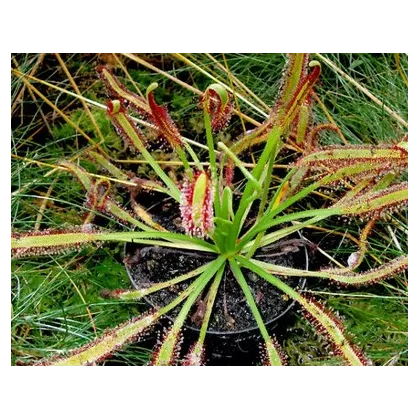 Rosnatka kapská směs - Drosera Capensis - semena - 15 ks