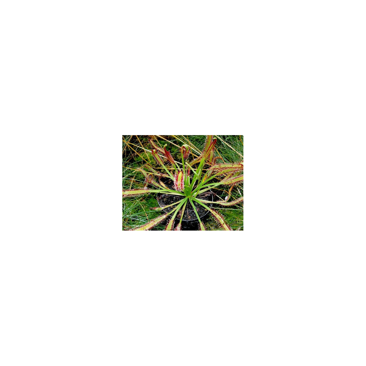 Rosnatka kapská směs - Drosera Capensis - semena - 15 ks