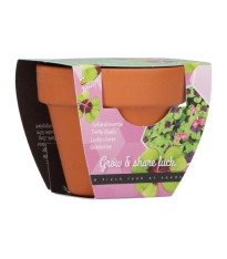 Buzzy Grow Gifts – Mini sada pro pěstování čtyřlístku - Pieterpik - pěstební sada - 1 ks