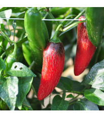 BIO Chilli Jalapeno Ruben - Capsicum annuum - bio semena - 6 ks