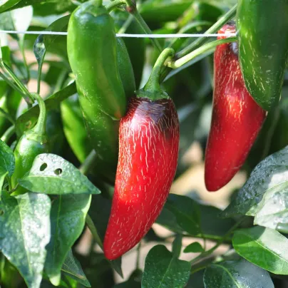 BIO Chilli Jalapeno Ruben - Capsicum annuum - bio semena - 6 ks