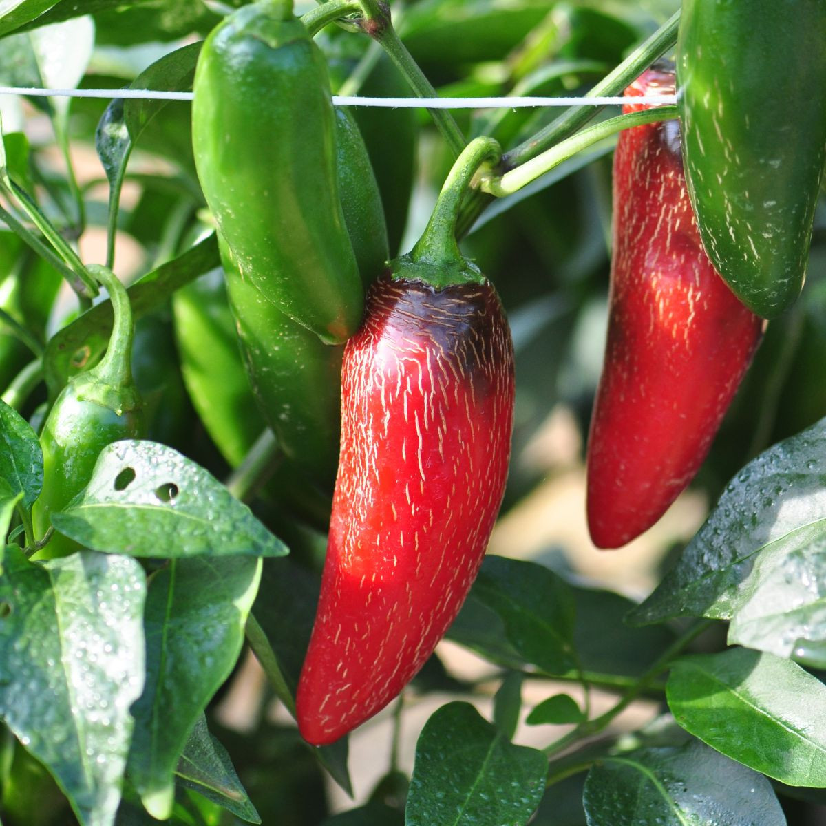 BIO Chilli Jalapeno Ruben - Capsicum annuum - bio semena - 6 ks