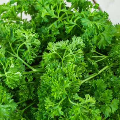 BIO Petržel Mooskrause - Petroselinum Crispum - bio semena - 300 ks