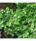 BIO Potočnice lékařská - Nasturtium officinale - semena - 100 ks