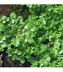 BIO Potočnice lékařská - Nasturtium officinale - semena - 100 ks