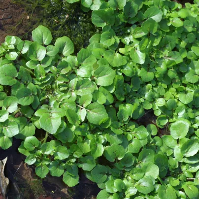 BIO Potočnice lékařská - Nasturtium officinale - semena - 100 ks
