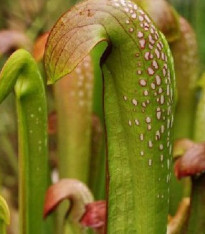 Špirlice přivřená - Sarracenia minor - semena - 12 ks
