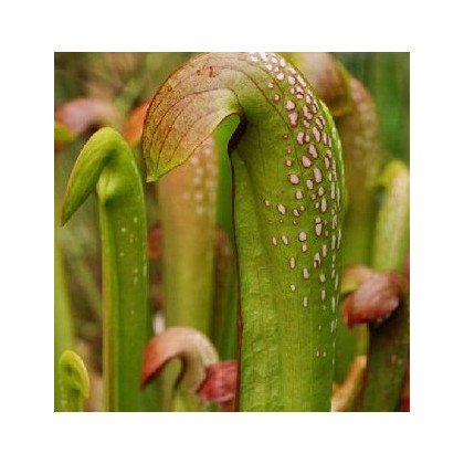 Špirlice přivřená - semena masožravky Špirlice - Sarracenia minor - 12 ks