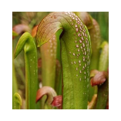 Špirlice přivřená - Sarracenia minor - semena - 12 ks