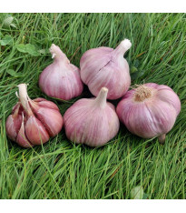 Sadbový česnek Skalka - Allium sativum - paličák - 1 balení