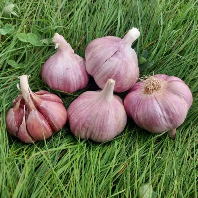 Sadbový česnek Skalka - Allium sativum - paličák - 1 balení