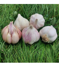 Sadbový česnek Matinka - Allium sativum - nepaličák - cibule česneku - 1 balení