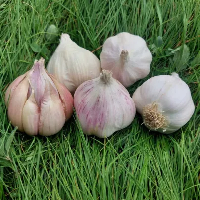 Sadbový česnek Matinka - Allium sativum - nepaličák - cibule česneku - 1 balení