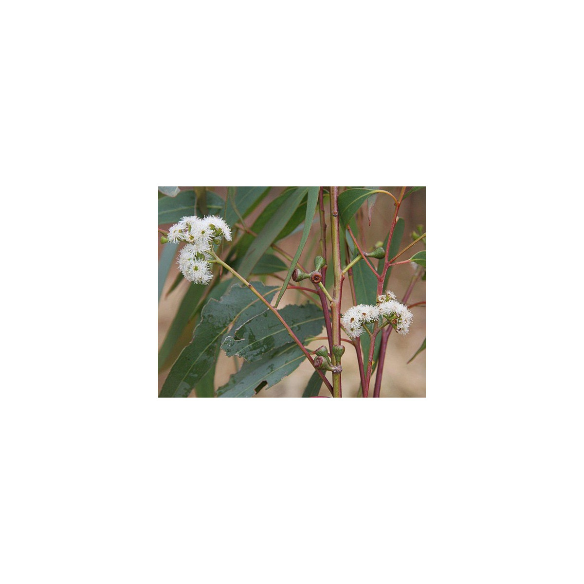 Eukalyptus kampanulata - Blahovičník - Eucalyptus Campanulata - semena - 7 ks