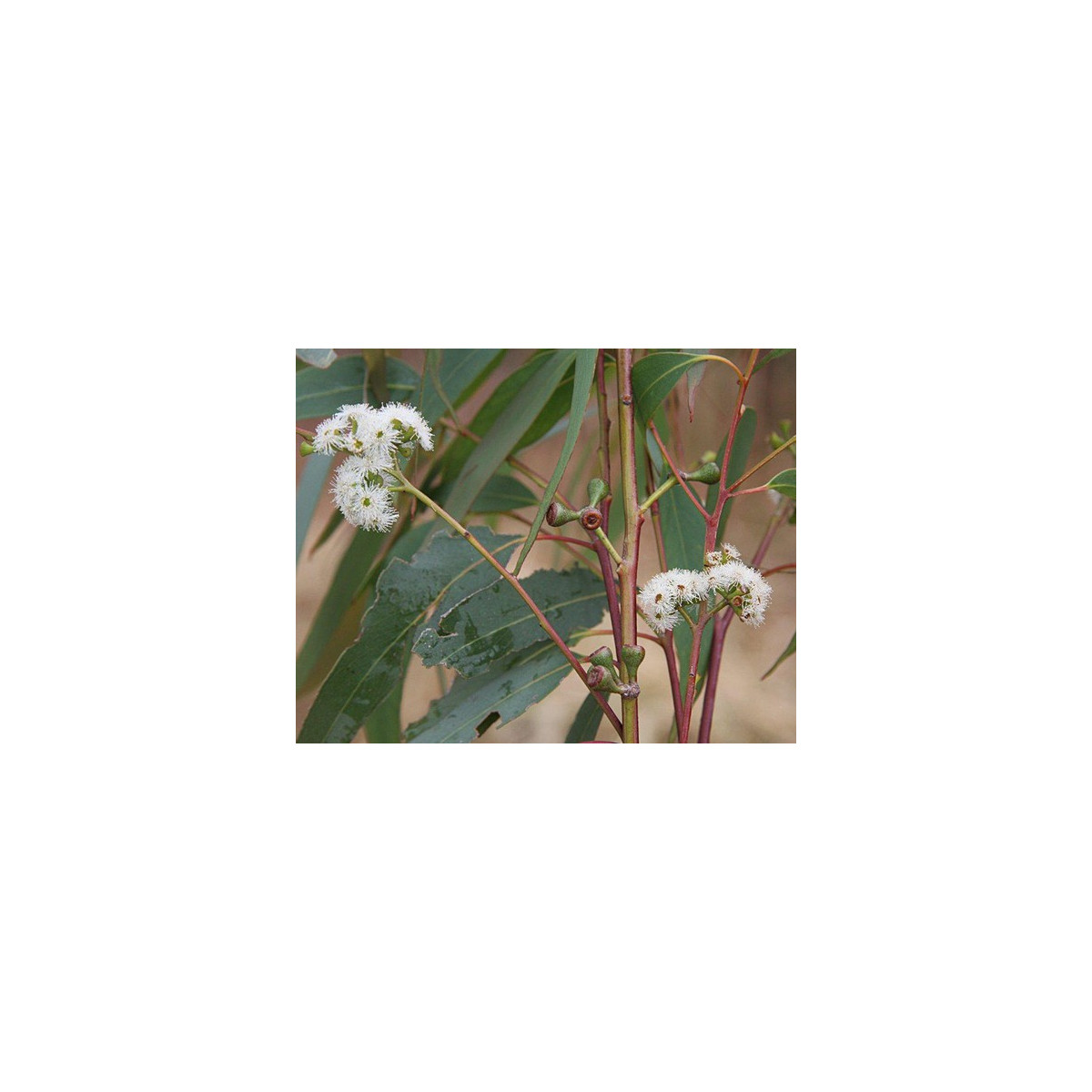 Eukalyptus kampanulata - Eucalyptus Campanulata - semena - 7 ks