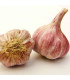 Sadbový česnek Slavin II - Allium sativum - paličák - 1 balení