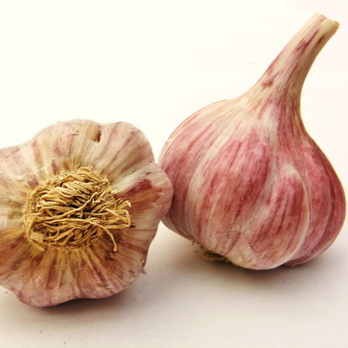 Sadbový česnek Slavin II - Allium sativum - paličák - 1 balení