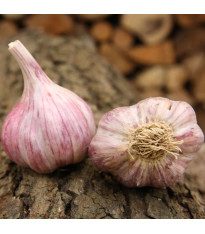 Sadbový česnek Slavin II - Allium sativum - paličák - 1 balení
