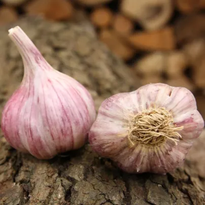 Sadbový česnek Slavin II - Allium sativum - paličák - 1 balení