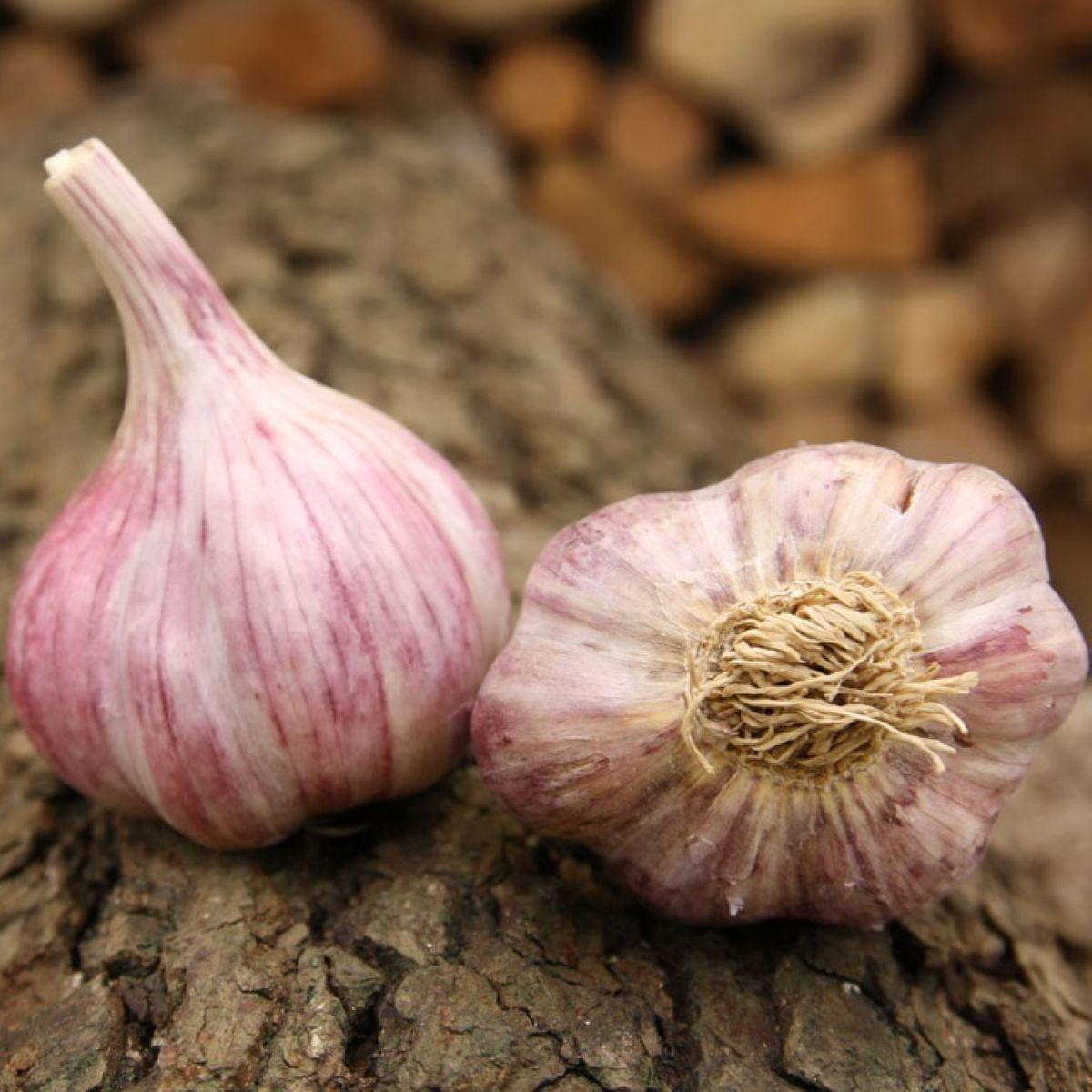 Sadbový česnek Slavin II - Allium sativum - paličák - 1 balení