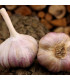 Sadbový česnek Vekan - Allium sativum - paličák - 1 balení