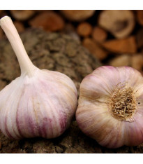 Sadbový česnek Vekan - Allium sativum - paličák - 1 balení