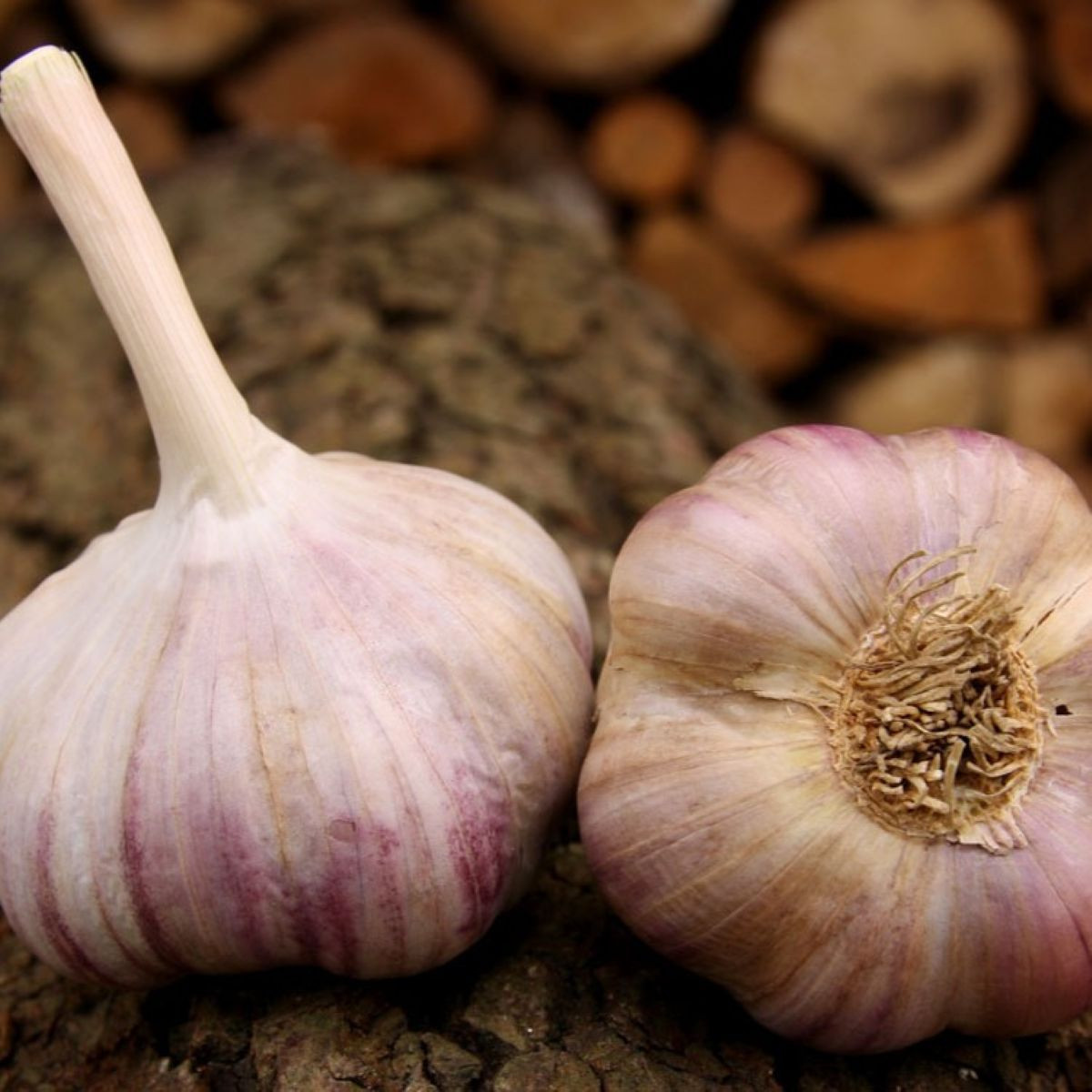 Sadbový česnek Vekan - Allium sativum - paličák - 1 balení