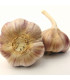 Sadbový česnek Vekan - Allium sativum - paličák - 1 balení