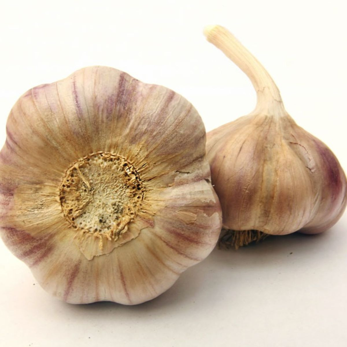 Sadbový česnek Vekan - Allium sativum - paličák - 1 balení