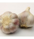 Sadbový česnek Bjetin - Allium sativum - paličák - cibuloviny - 1 balení