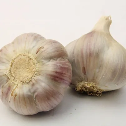Sadbový česnek Bjetin - Allium sativum - paličák - cibuloviny - 1 balení