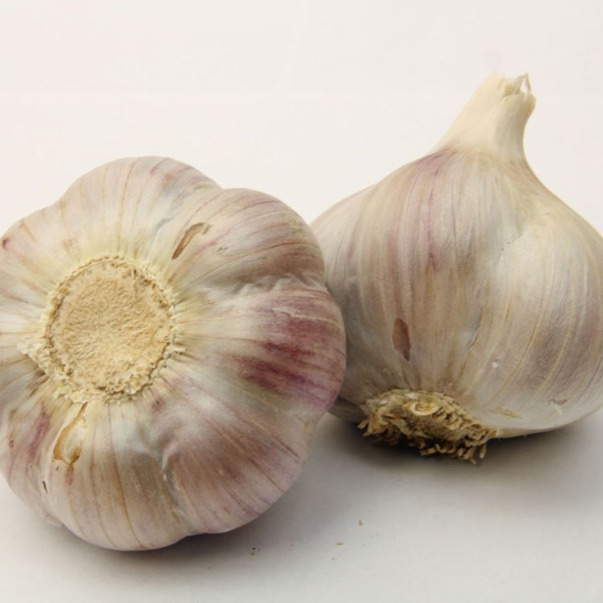 Sadbový česnek Bjetin - Allium sativum - paličák - cibuloviny - 1 balení