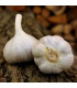 Sadbový česnek Bjetin - Allium sativum - paličák - cibuloviny - 1 balení