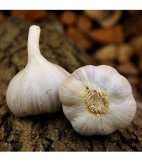 Sadbový česnek Bjetin - Allium sativum - paličák - cibuloviny - 1 balení