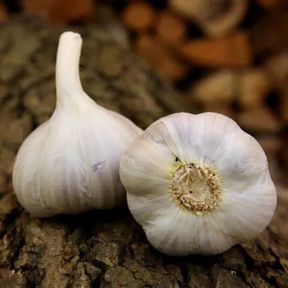 Sadbový česnek Bjetin - Allium sativum - paličák - cibuloviny - 1 balení