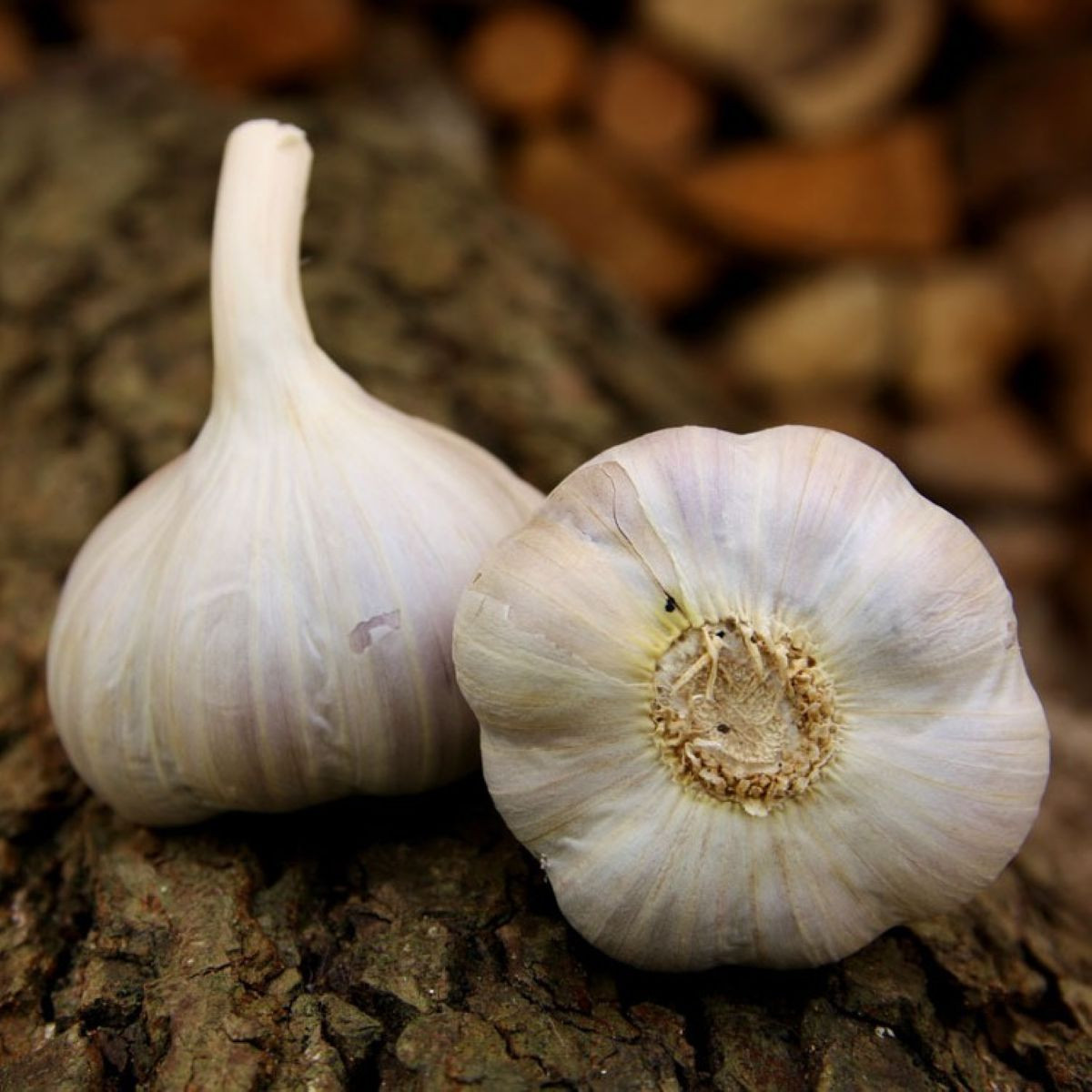 Sadbový česnek Bjetin - Allium sativum - paličák - cibuloviny - 1 balení